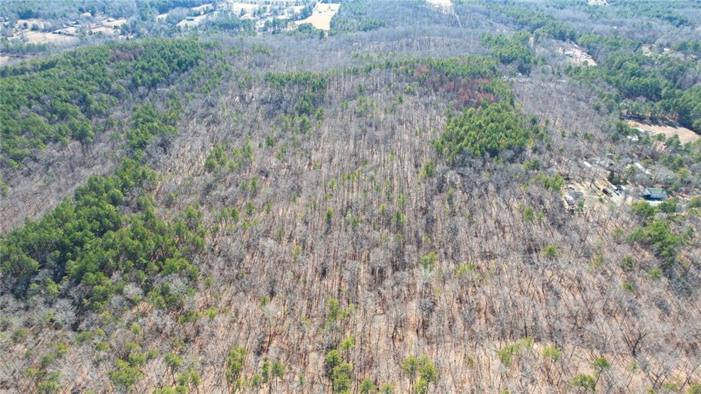 1 Bozeman Road Rydal, GA 30171 - Photo 18 of 29 a close up of a plant in a garden