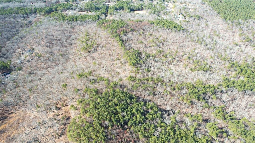1 Bozeman Road Rydal, GA 30171 - Photo 6 of 29 a close up of a plant in a garden