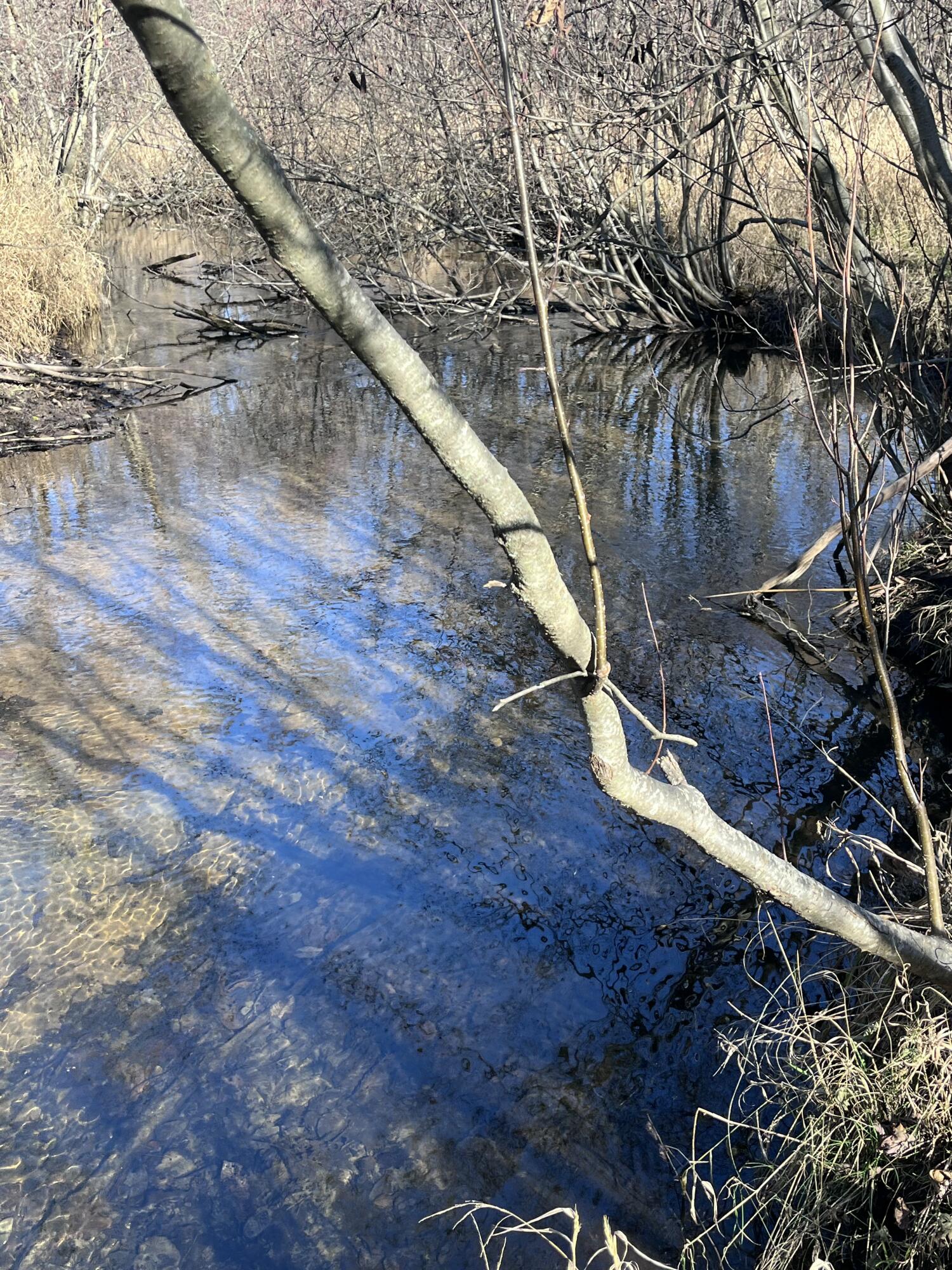 9 South 9 Mile Road Falmouth, MI 49632 - Photo 13 of 40 IMG_1003