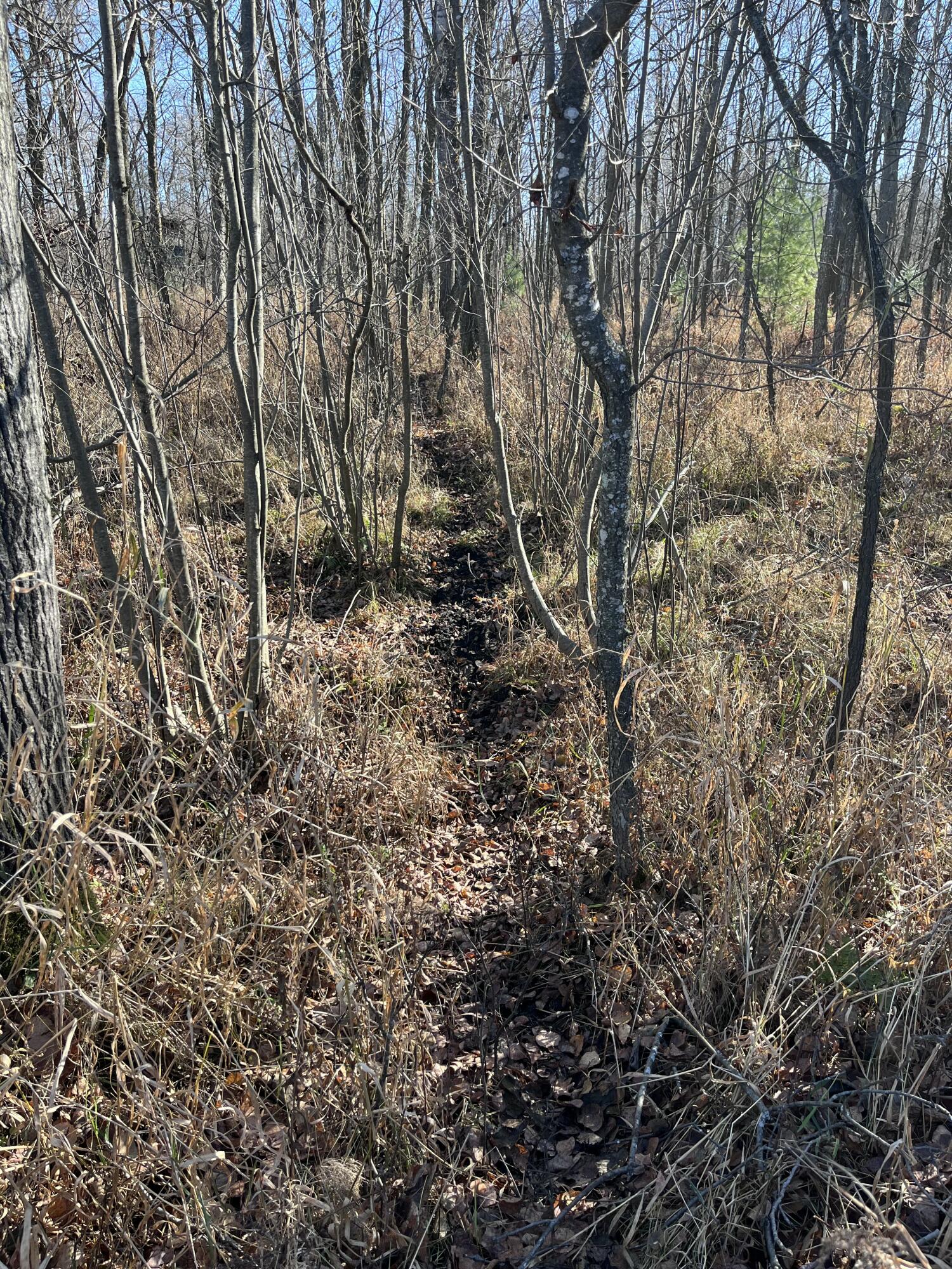 9 South 9 Mile Road Falmouth, MI 49632 - Photo 17 of 40 IMG_1007