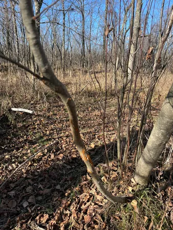 $165,000 | 9 South 9 Mile Road, Falmouth, MI 49632