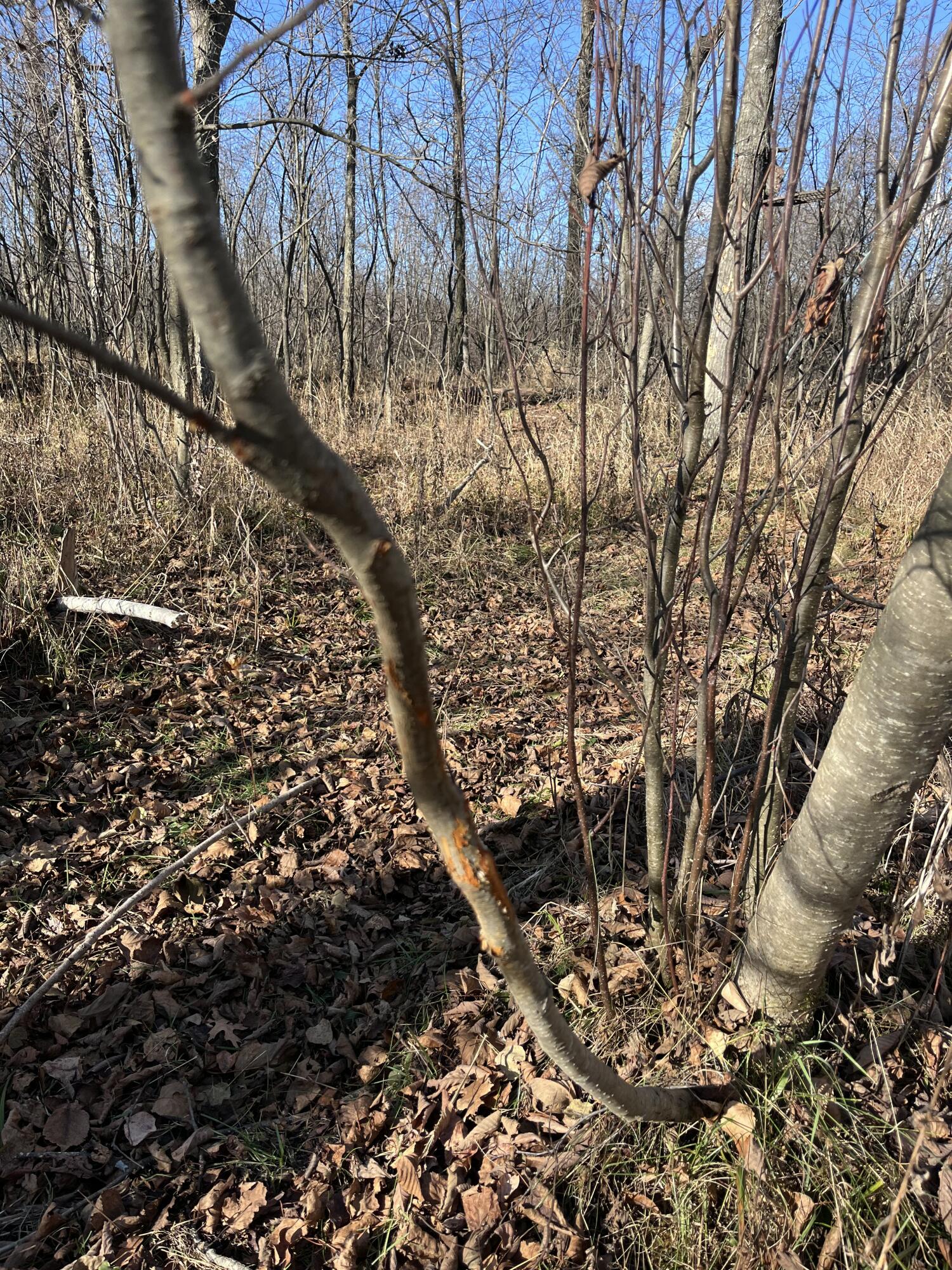 9 South 9 Mile Road Falmouth, MI 49632 - Photo 18 of 40 IMG_1014