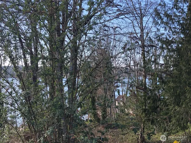 a street view with large trees