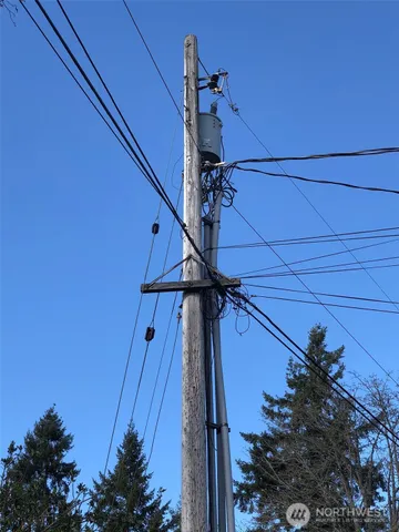 a view of a forest that has a tree