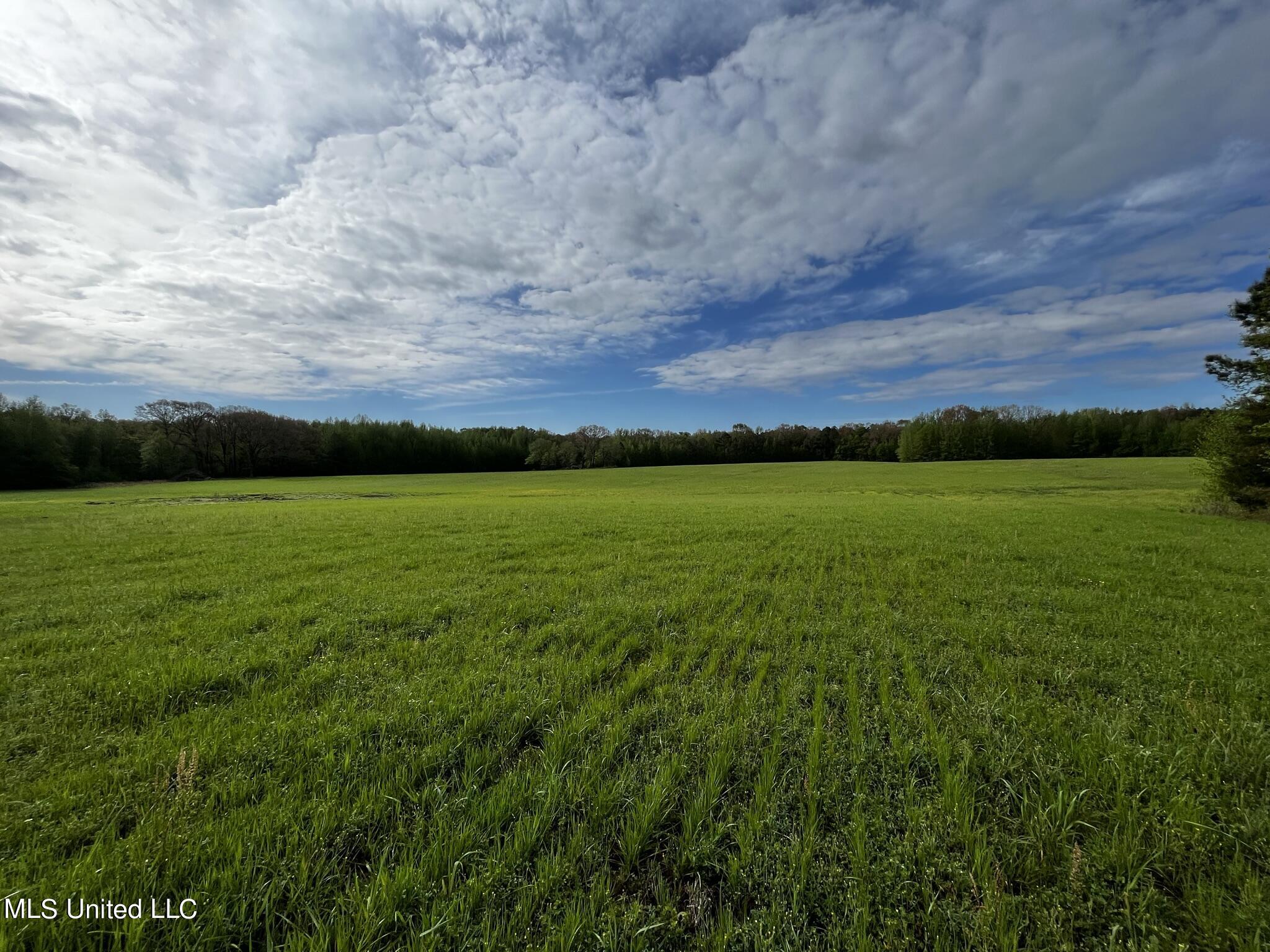 James Road Pickens, MS 39146 - Photo 12 of 24 IMG_7092