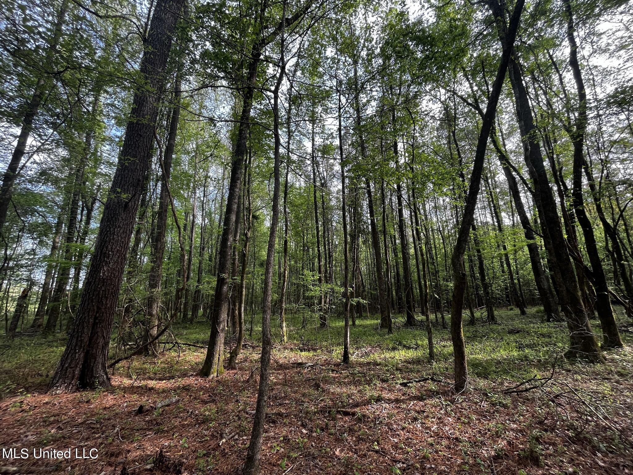 James Road Pickens, MS 39146 - Photo 15 of 24 IMG_7074