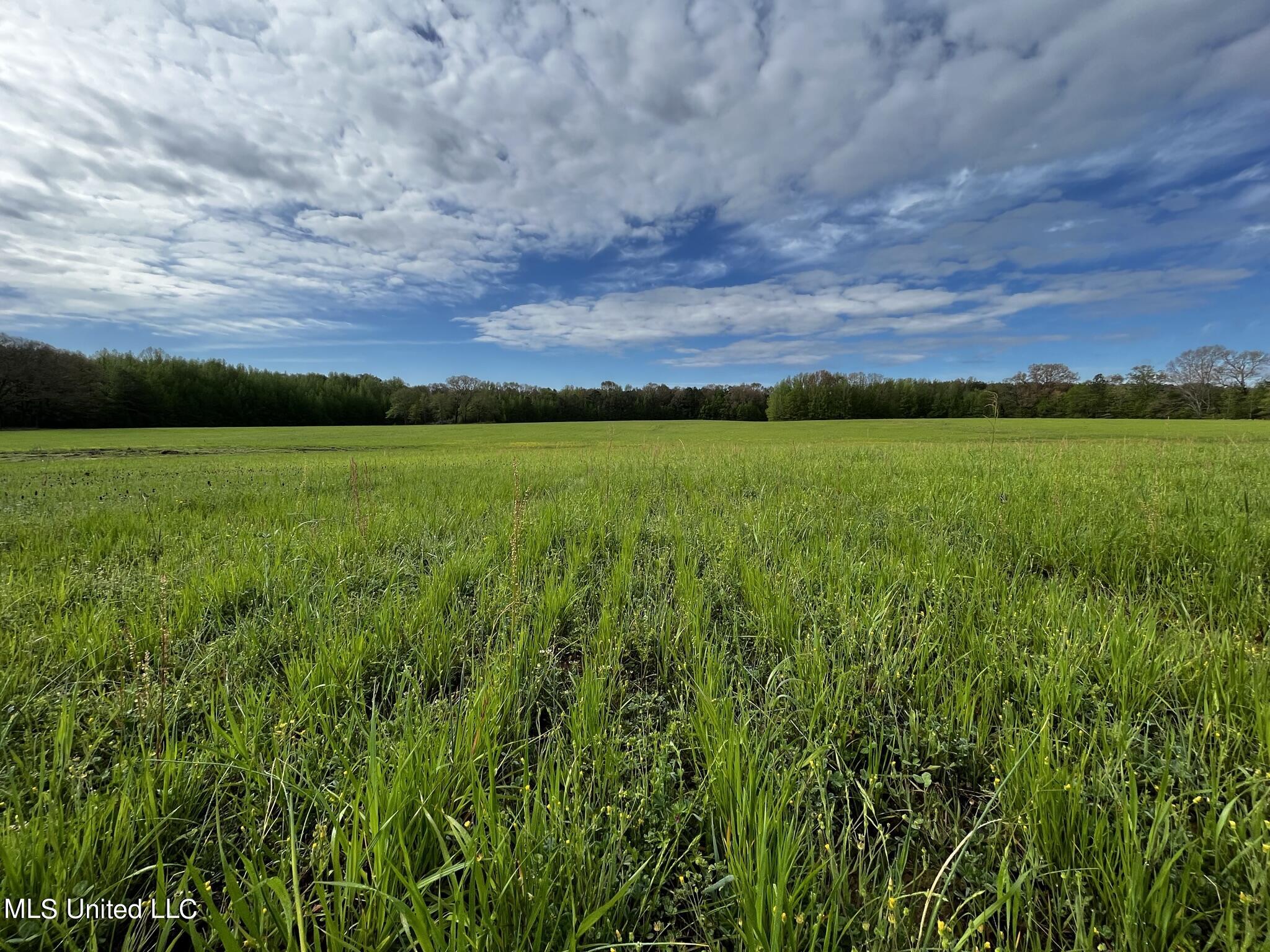 James Road Pickens, MS 39146 - Photo 10 of 24 IMG_7091