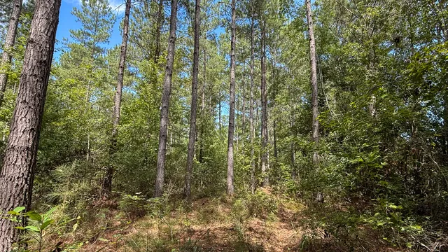 $117,000 | 0 Peurifoy Road, Walterboro, SC 29488