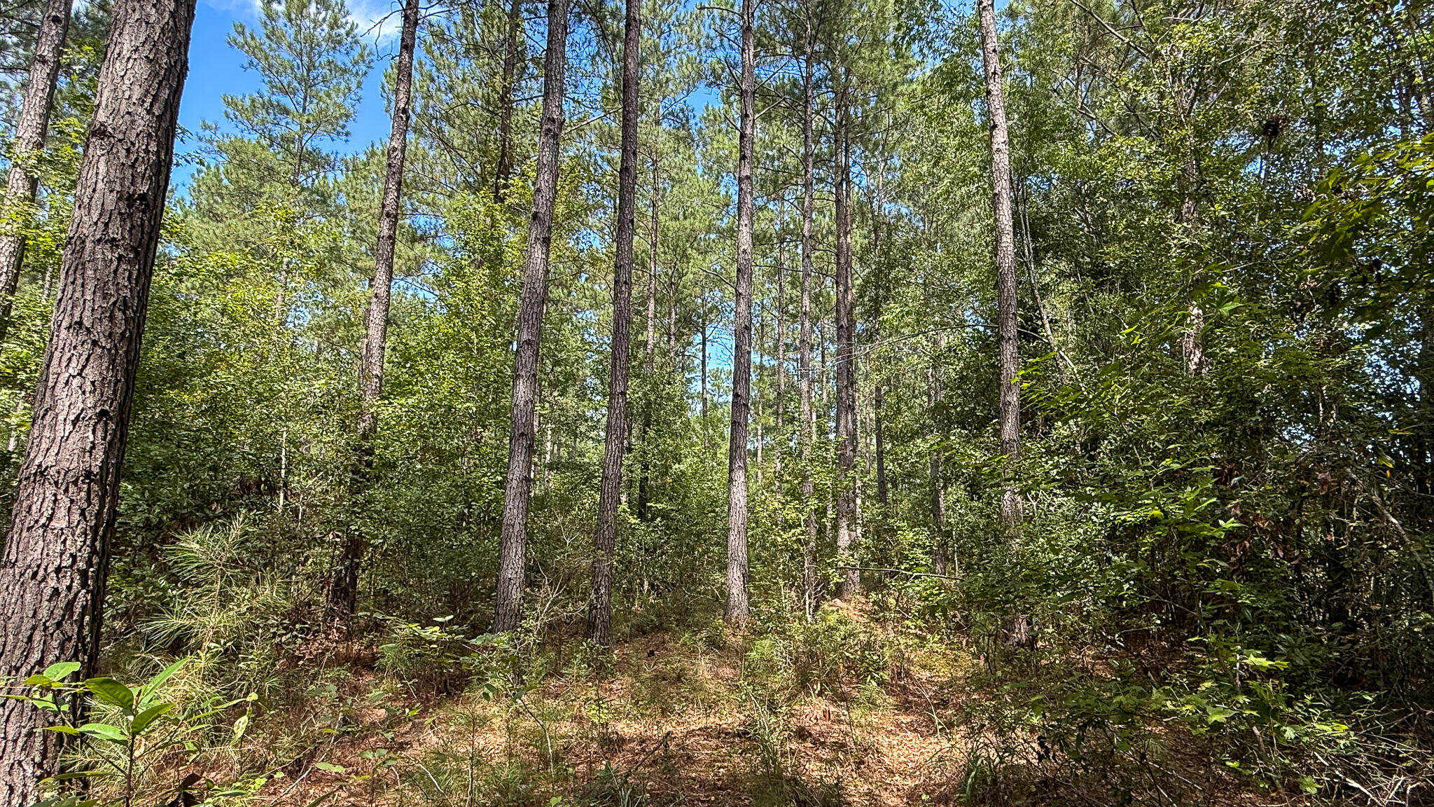 0 Peurifoy Road Walterboro, SC 29488 - Photo 4 of 8 Peurifoy Road Estate Compass South Land