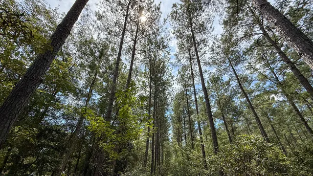 $117,000 | 0 Peurifoy Road, Walterboro, SC 29488