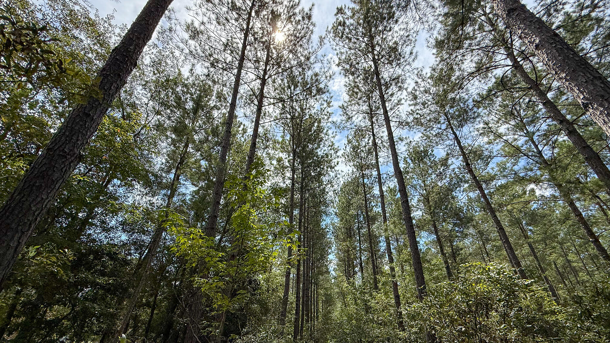 0 Peurifoy Road Walterboro, SC 29488 - Photo 5 of 8 Peurifoy Road Estate Compass South Land