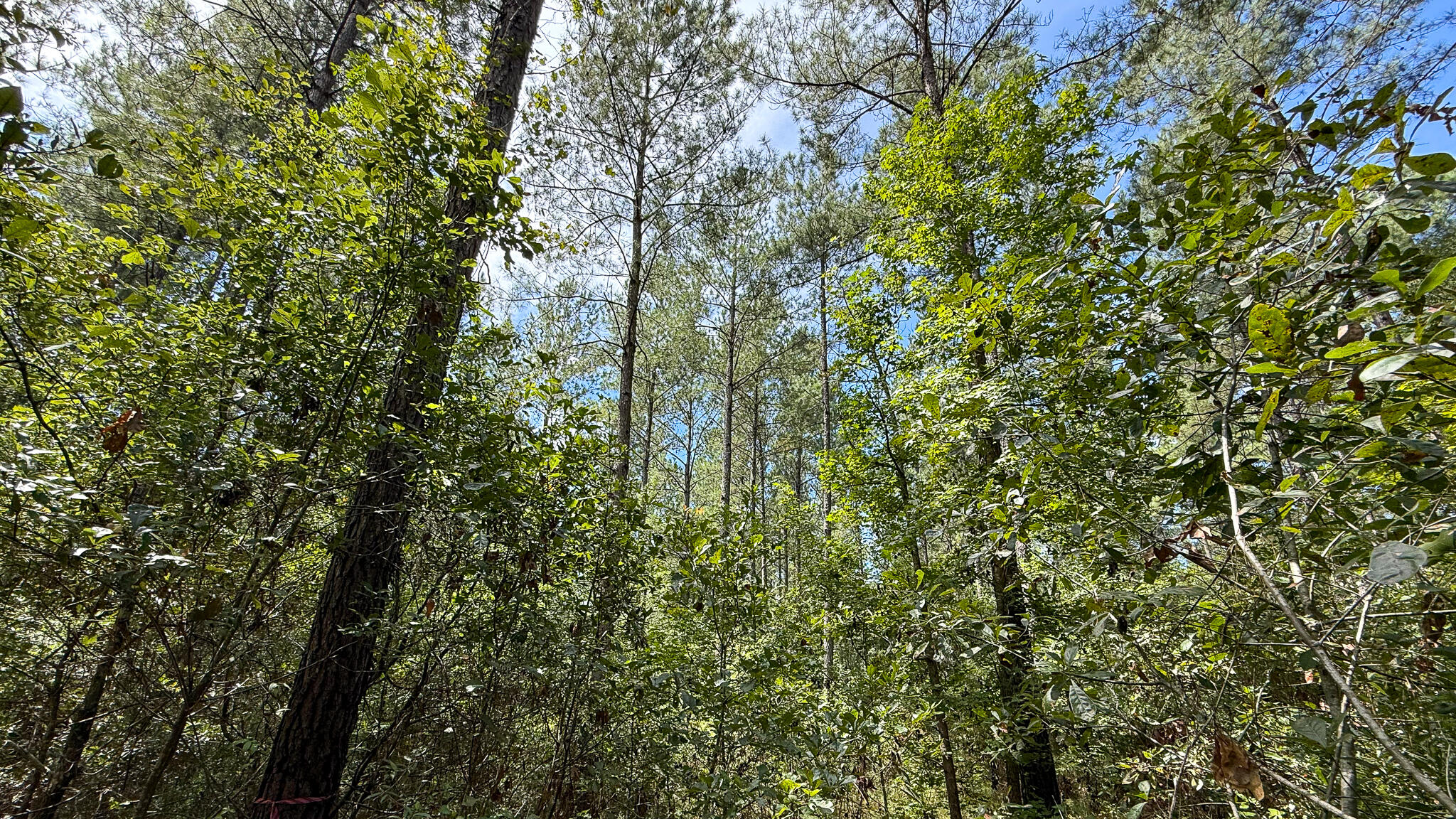 0 Peurifoy Road Walterboro, SC 29488 - Photo 6 of 8 Peurifoy Road Estate Compass South Land