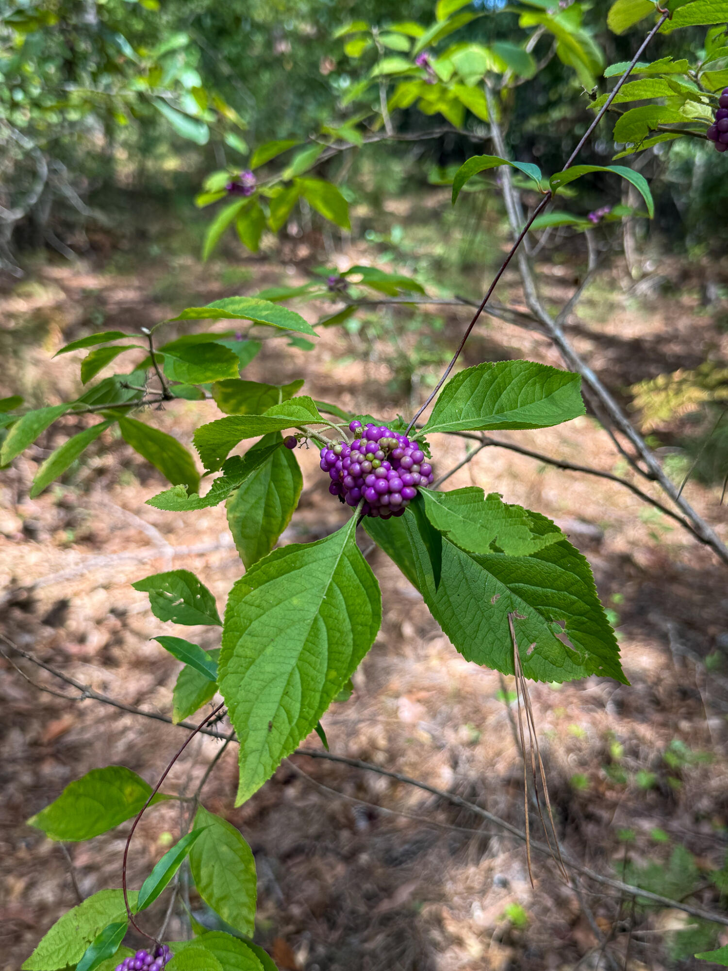 0 Peurifoy Road Walterboro, SC 29488 - Photo 8 of 8 Peurifoy Road Estate Compass South Land