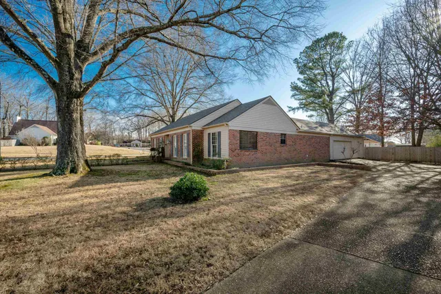 a view of a yard with a large tree