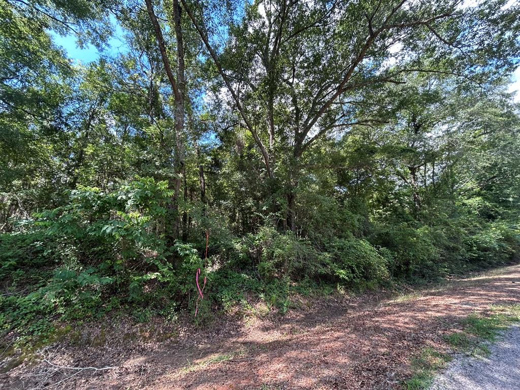 Lot 5-3 -ac Cty Road Newville, AL 36353 - Photo 4 of 13