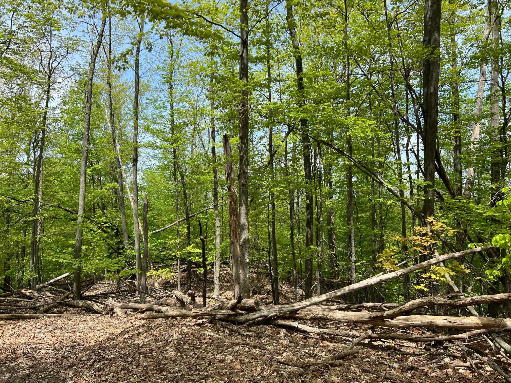 0 Prouty Road Traverse City, MI 49686 - Photo 27 of 40