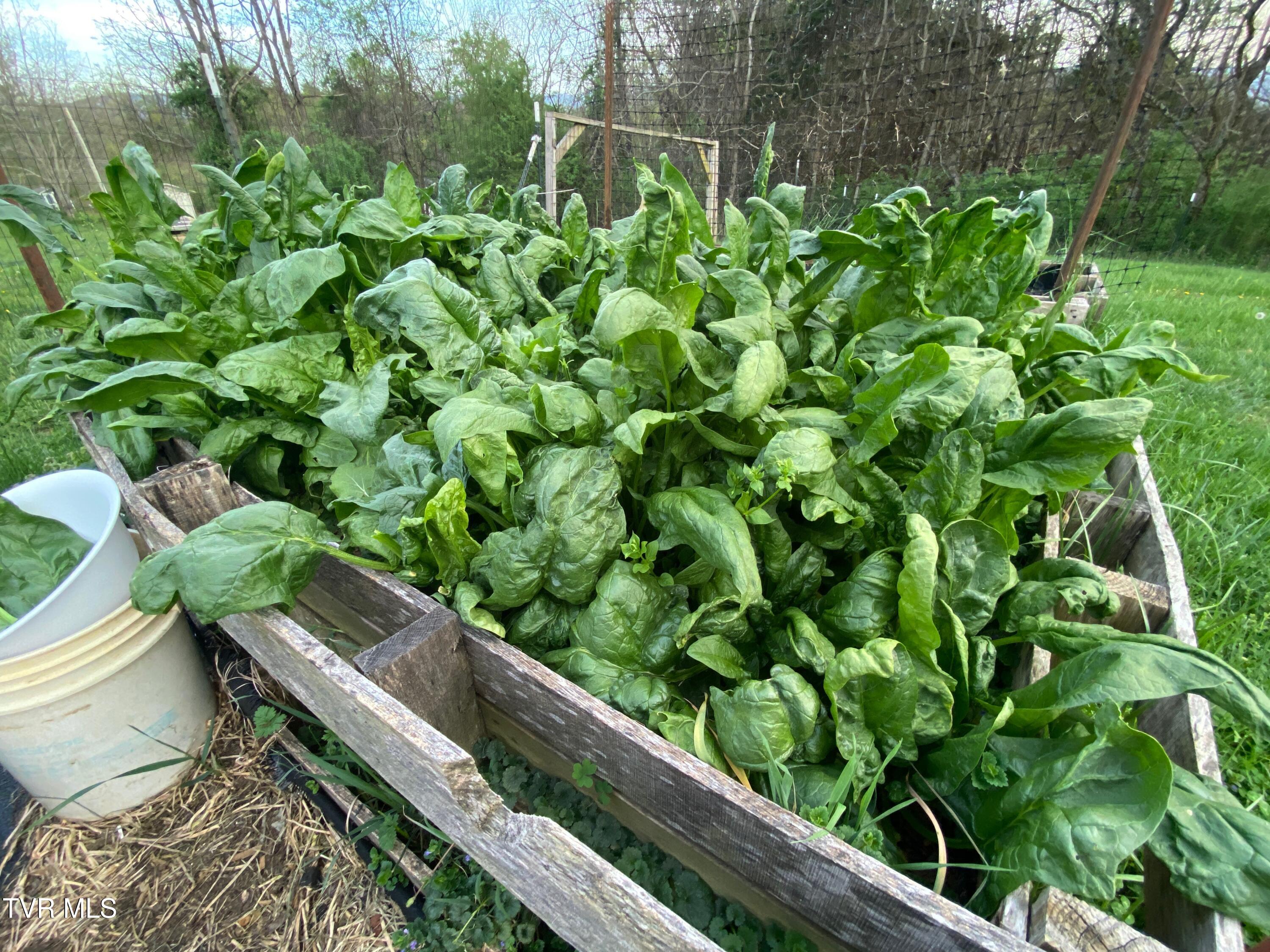 201 Hartsell Road Jonesborough, TN 37659 - Photo 61 of 81 Veggies