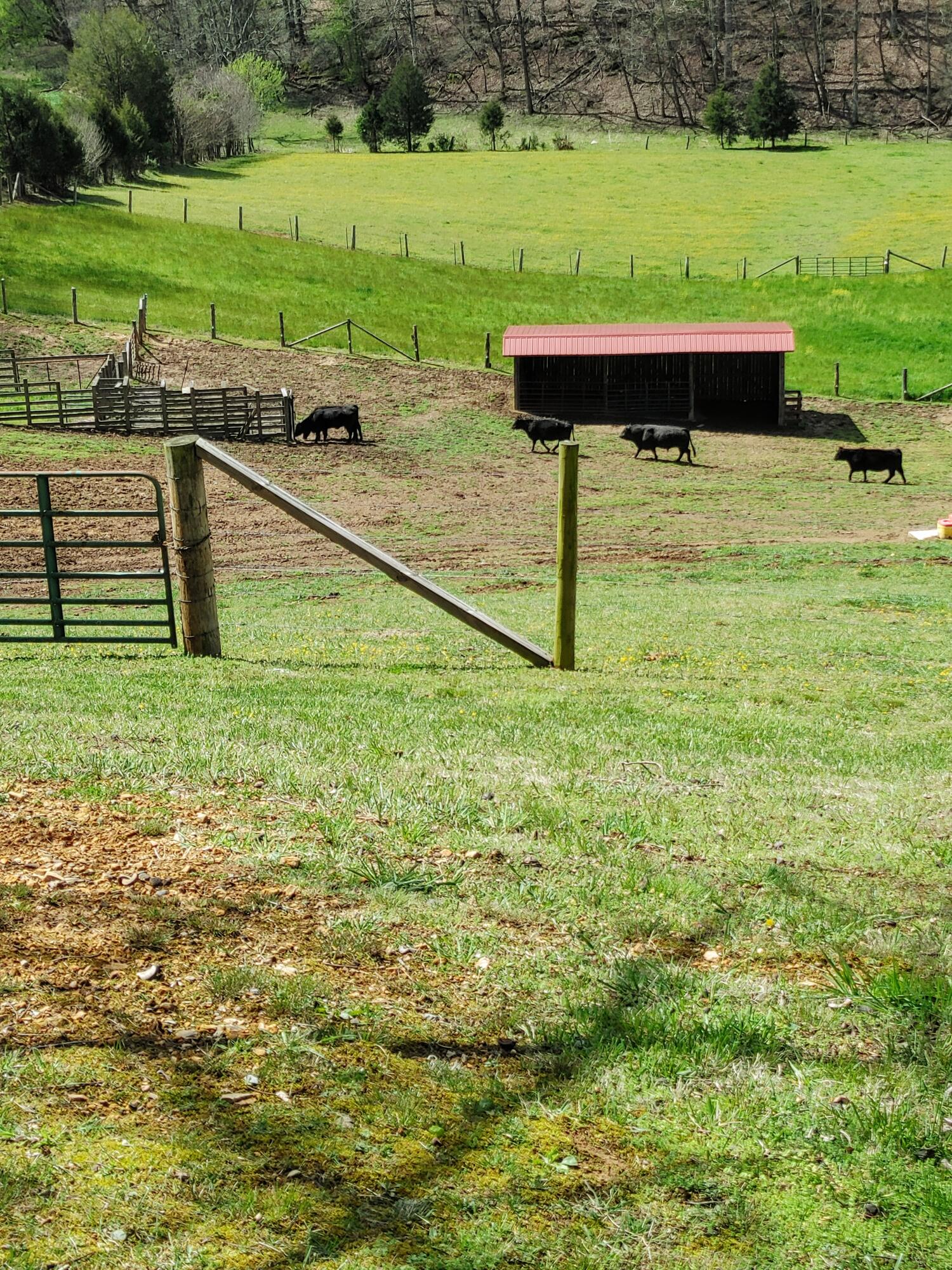 635 Ivy Valley Road Gate City, VA 24251 - Photo 43 of 66 Cattle