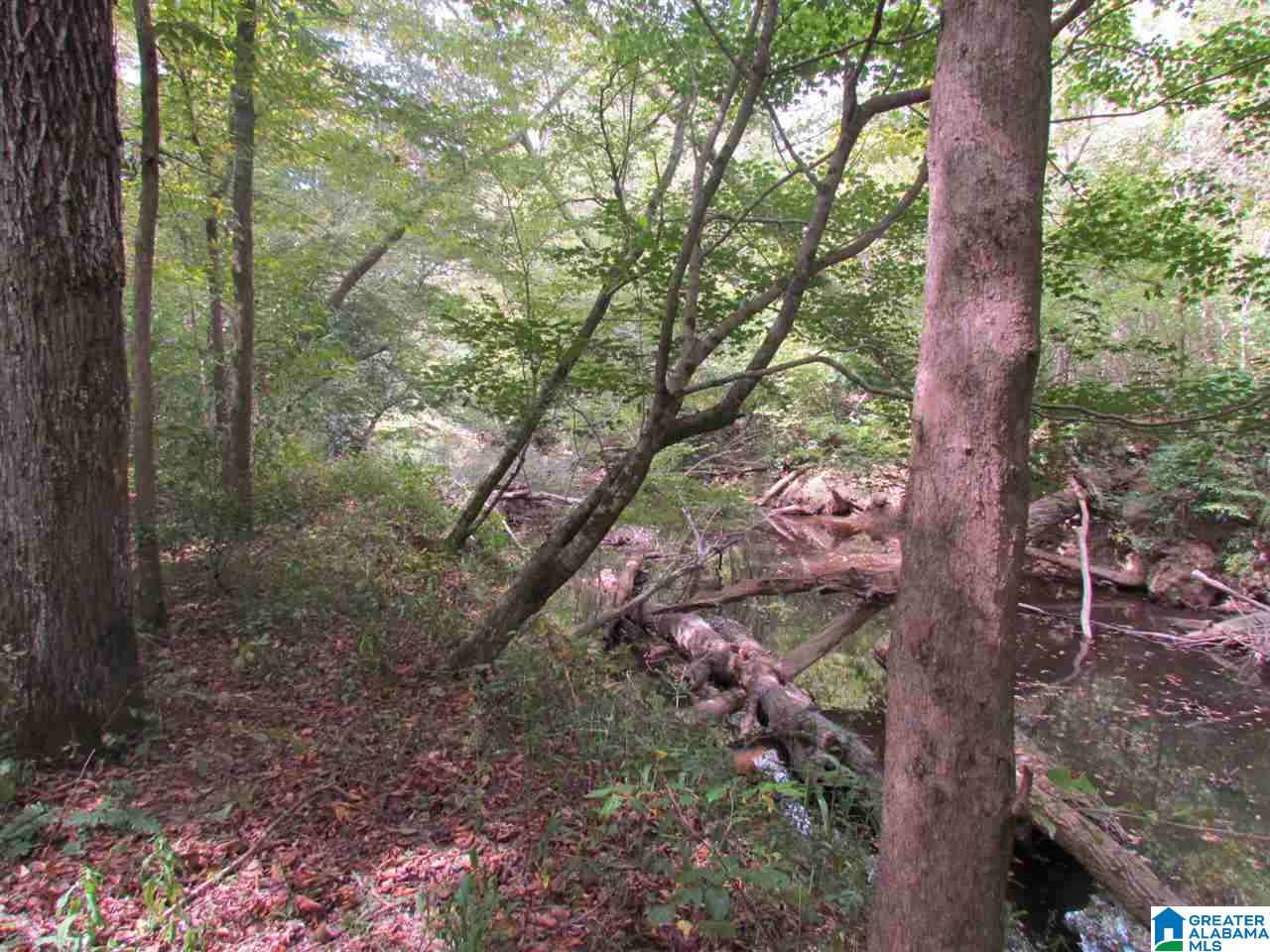0 Wolf Pen Ridge Road Pell City, AL 35128 - Photo 8 of 13