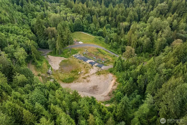 a view of a yard in a forest