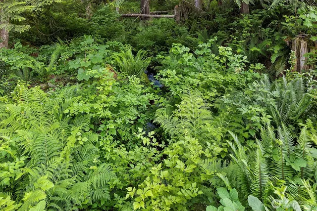 a view of a lush green forest with small trees