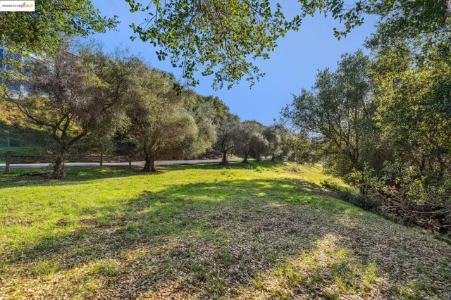 a view of yard with large tree