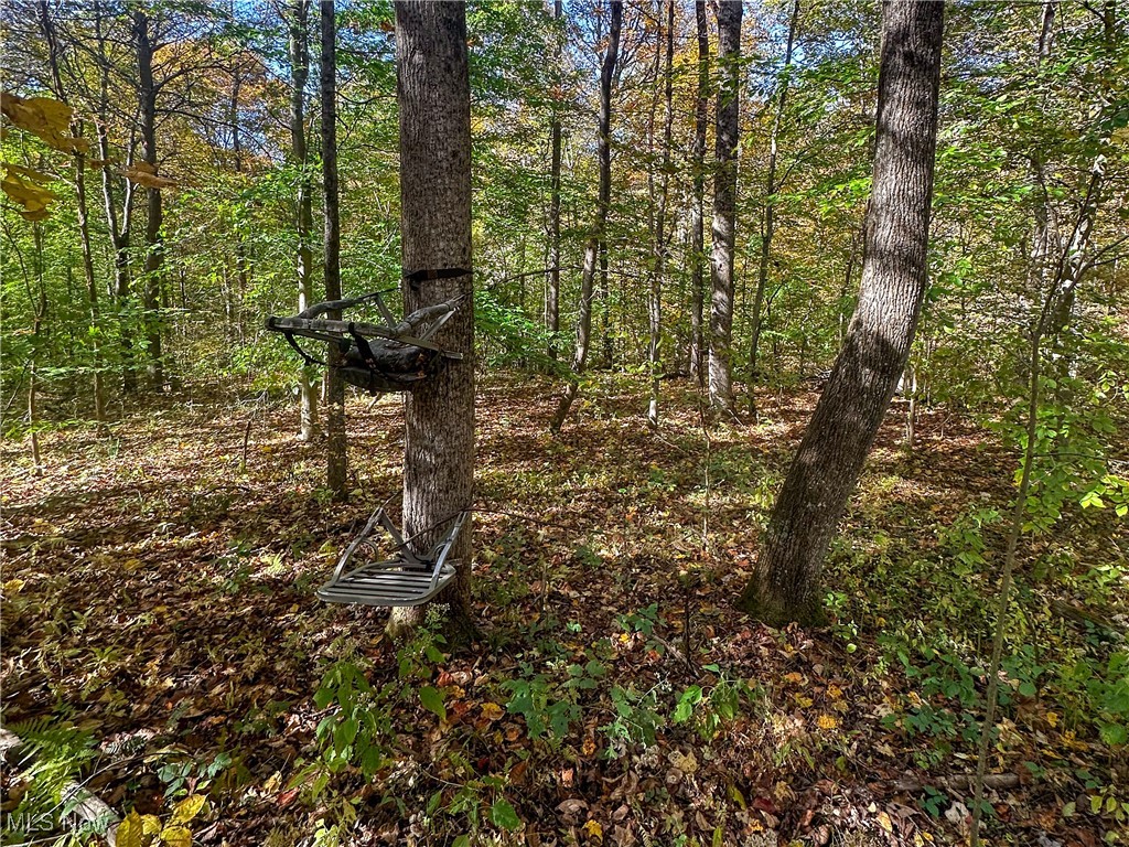 0 Clark Road Cutler, OH 45724 - Photo 4 of 26 View of local wilderness