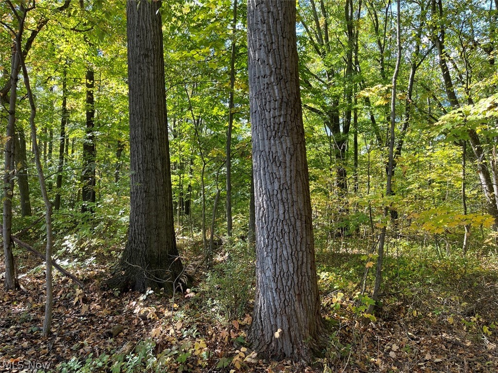 15765 Main Market Road Burton, OH 44021 - Photo 33 of 41 View of nature