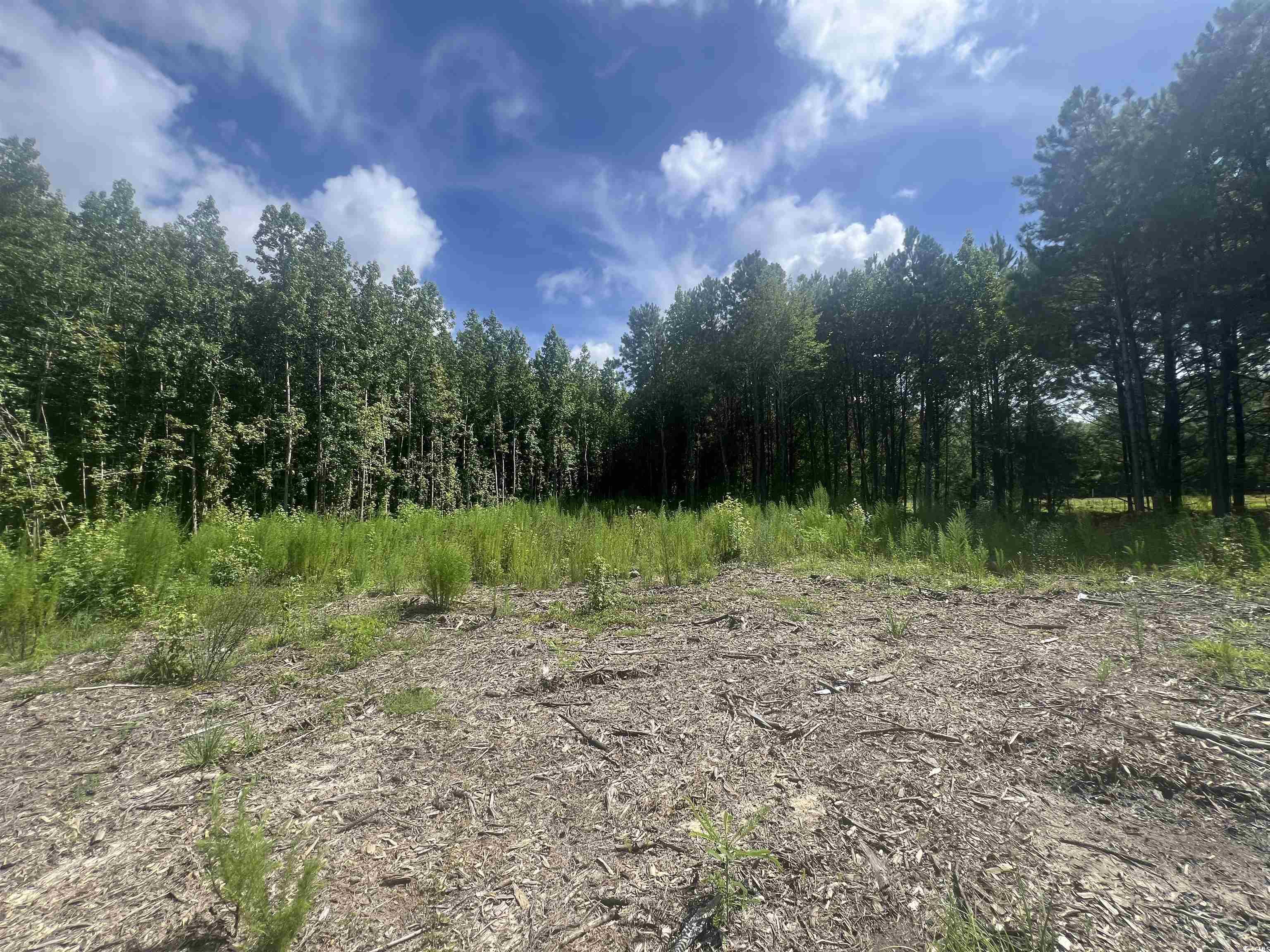 Tbd Lot 6 B Tbd Road Loris, SC 29569 - Photo 6 of 8 View of woods
