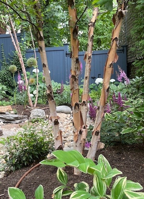 195 Winthrop Road, Unit 1 Brookline, MA 02445 - Photo 25 of 29