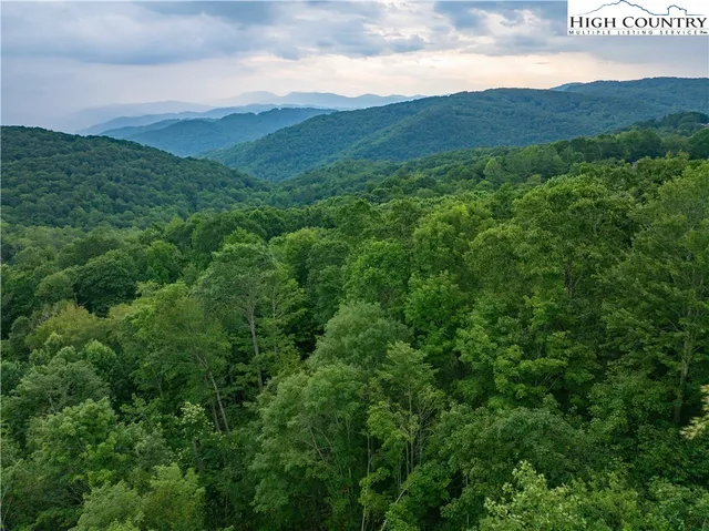 a view of a forest with a street