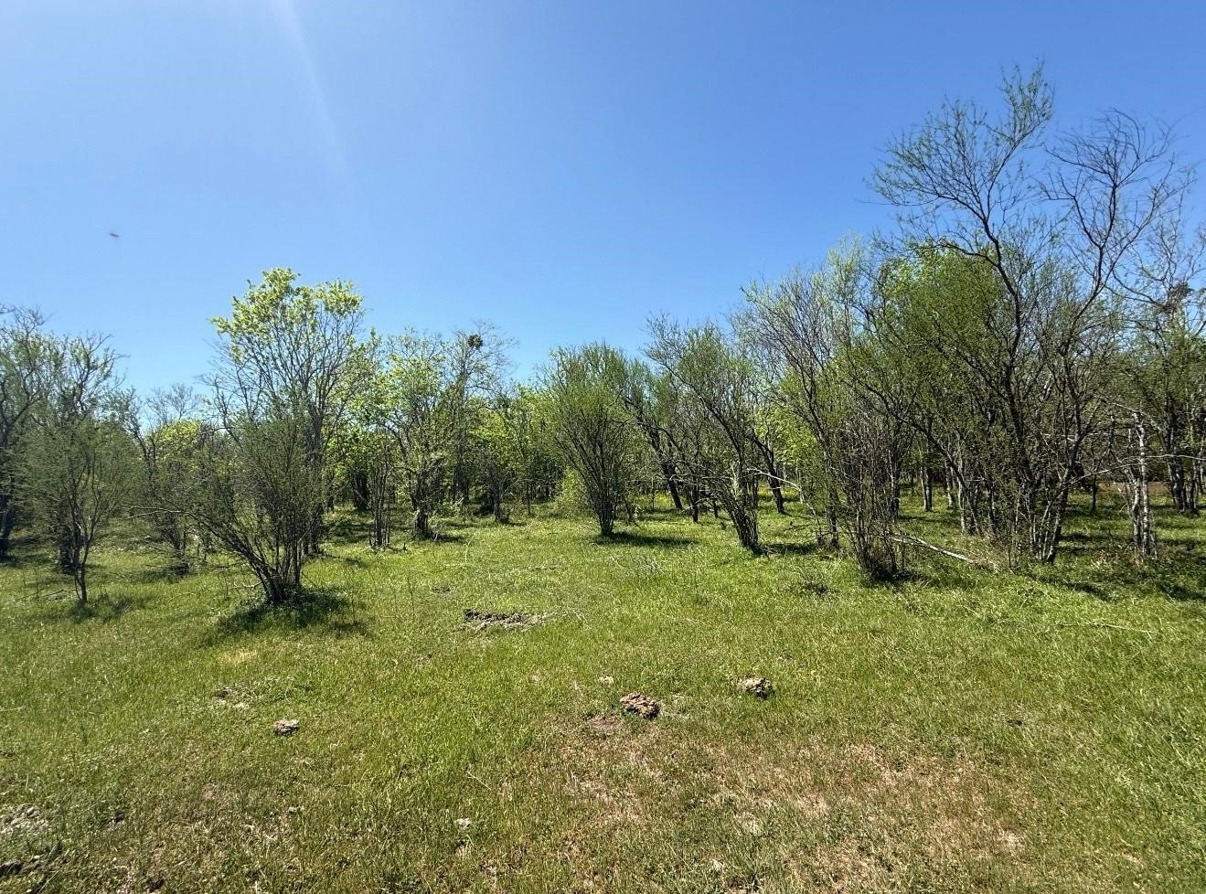 10542 Walker Road Beasley, TX 77417 - Photo 7 of 11 a backyard of a house with lots of green space