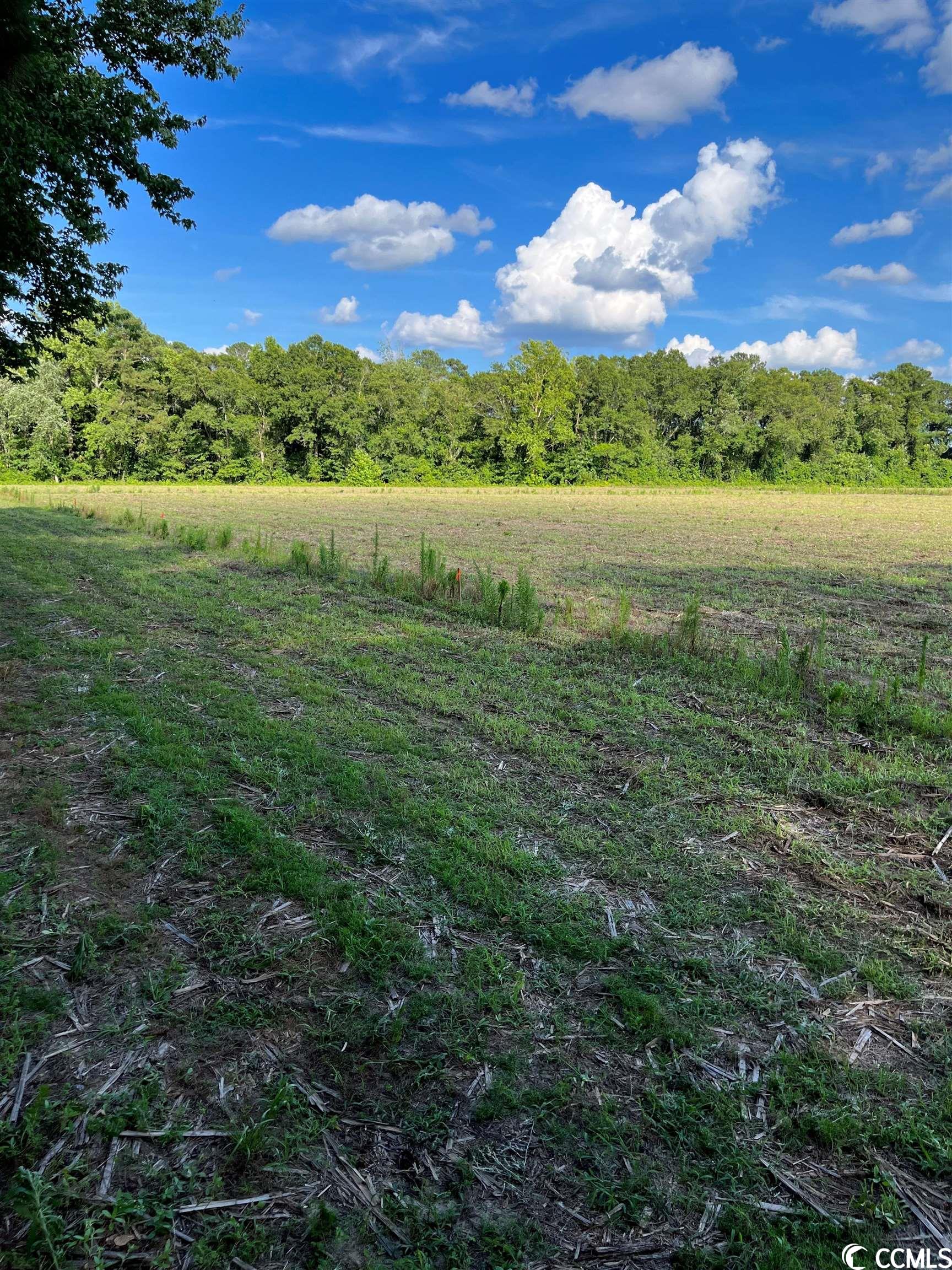 Tbd Persimmon Road Aynor, SC 29511 - Photo 8 of 13 Gallery Image 8