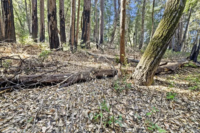a view of a backyard with large trees