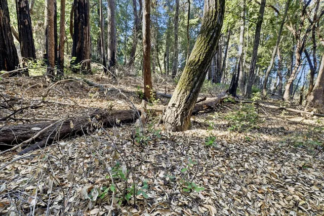 a backyard of a house with lots of green space