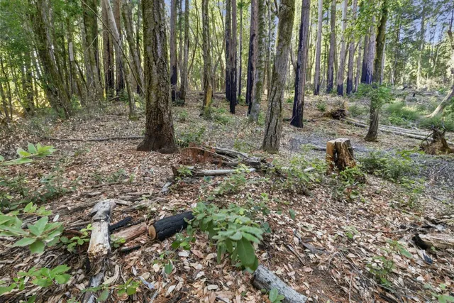 a view of a forest with trees