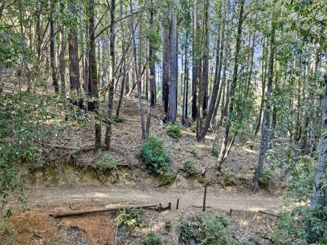 a view of a forest with lots of trees