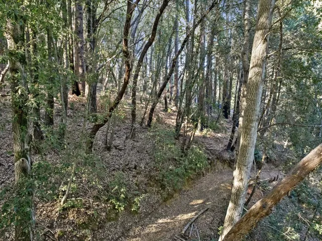 a view of a forest filled with trees
