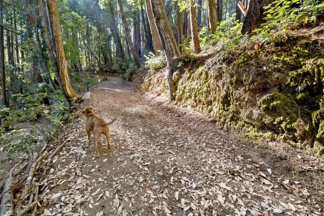 a view of a yard with plants and trees