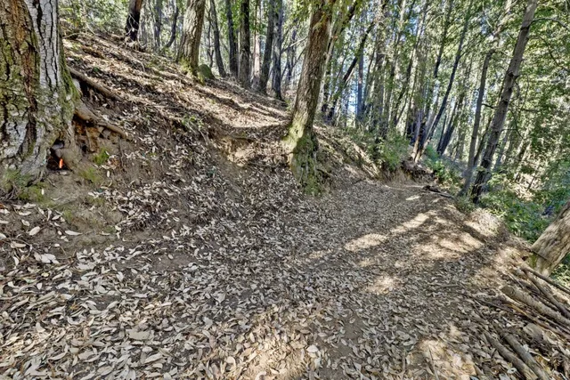 a view of a yard with a tree