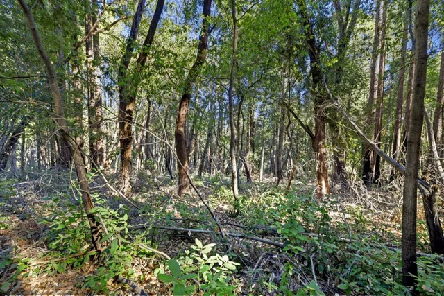 a view of a forest that has large trees