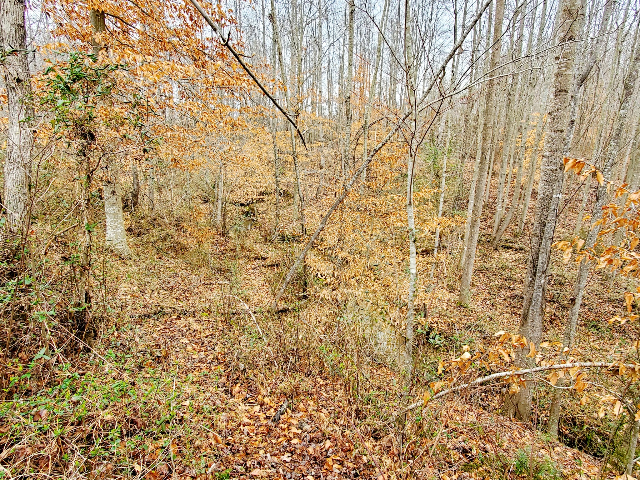 0 Nash Road Baxter, TN 38544 - Photo 14 of 32