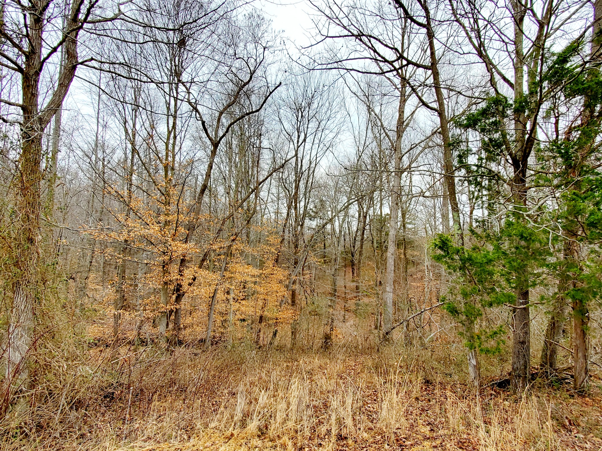 0 Nash Road Baxter, TN 38544 - Photo 20 of 32