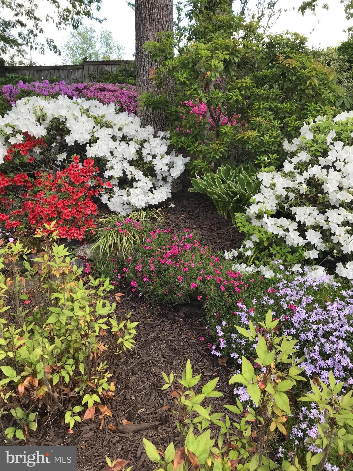 6730 Anders Terrace Springfield, VA 22151 - Photo 33 of 38 Perennials galore