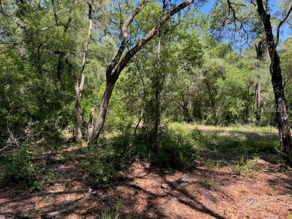 Citadel Drive Webster, FL 33597 - Photo 2 of 6
