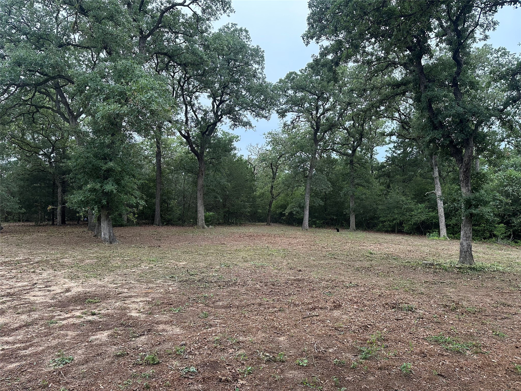 1053 East County Rd F Lexington, TX 78947 - Photo 35 of 38 a view of outdoor space with trees