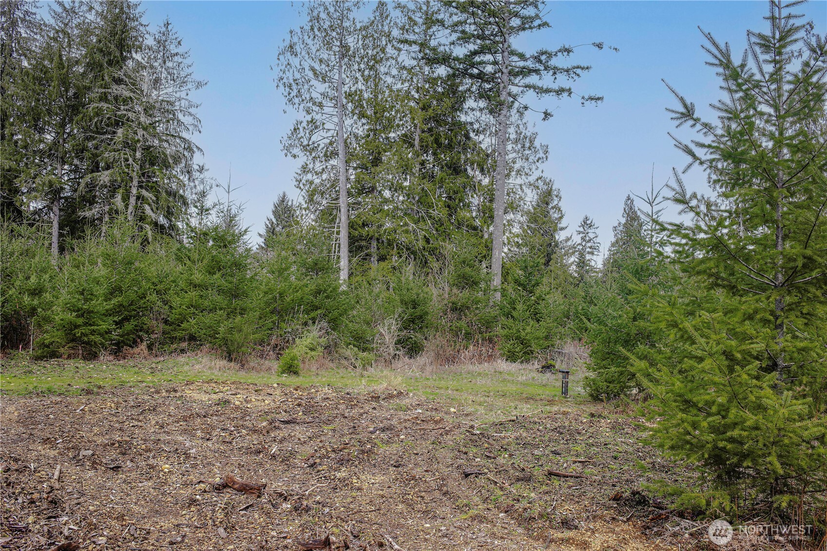5 Larson Road McCleary, WA 98557 - Photo 22 of 26 a view of a forest with trees in the background