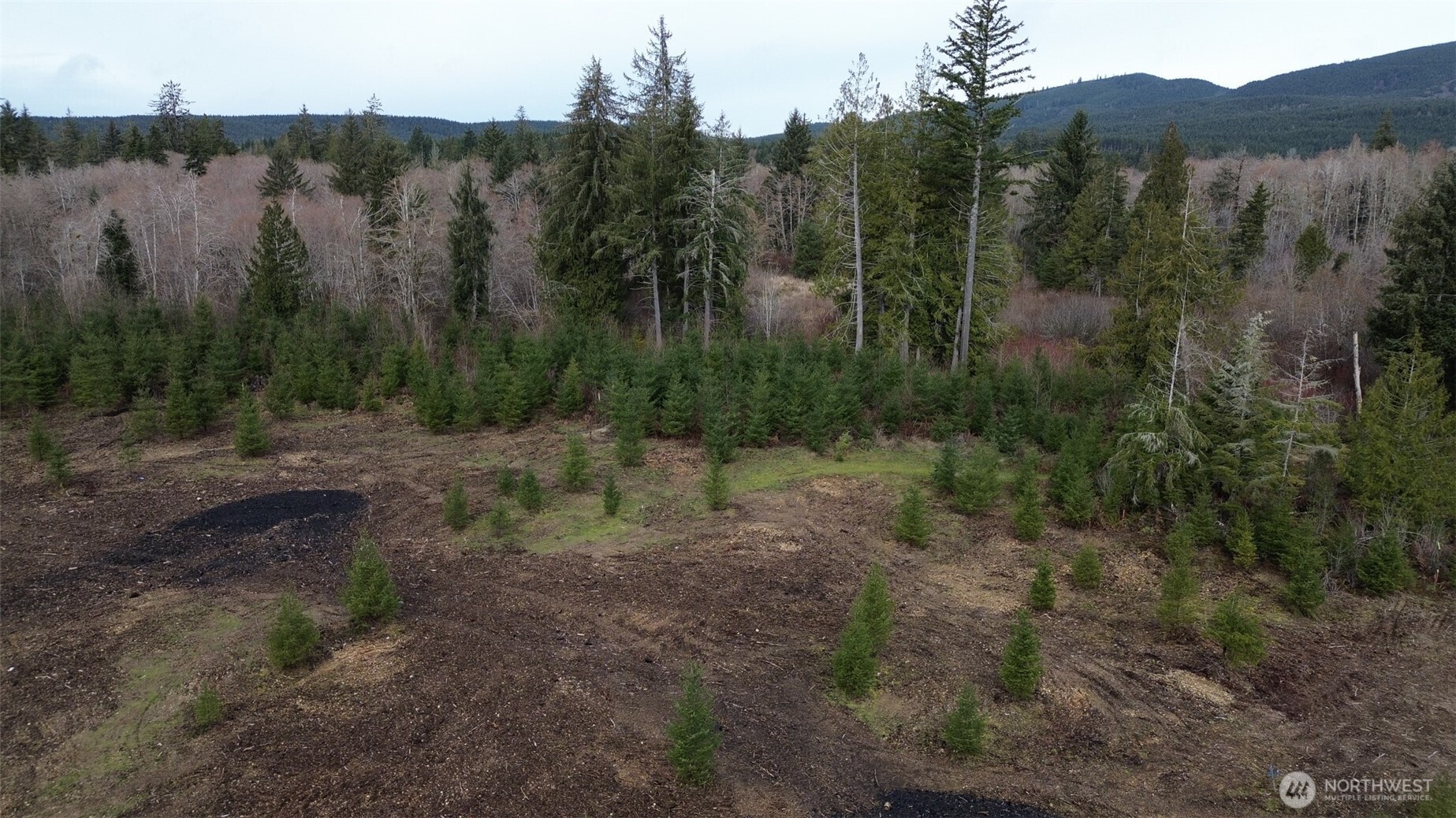 5 Larson Road McCleary, WA 98557 - Photo 6 of 26 a view of a forest