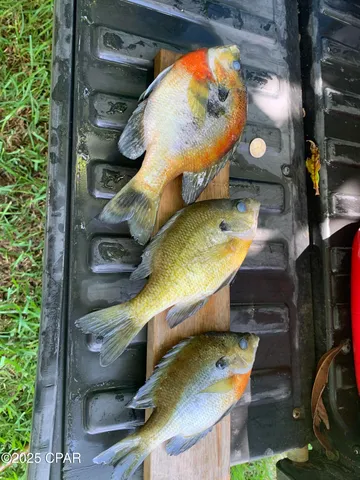 $159,000 | 0 Missy Lane, Clarksville, FL 32430