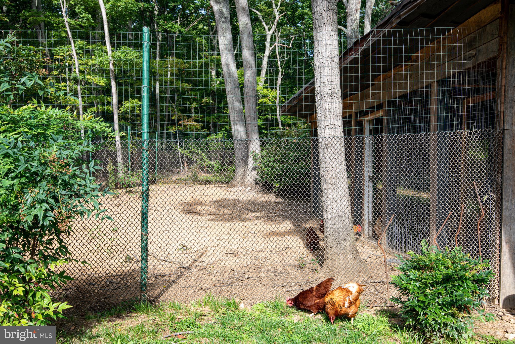 5406 Mountain Road Broad Run, VA 20137 - Photo 42 of 54 Who let the Hens Out